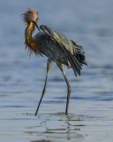 REDDISH EGRET