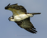 OSPREY