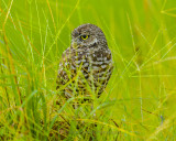 BURROWING OWL