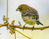 PALM WARBLER