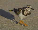 RUDDY TURNSTONE