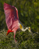 ROSEATE SPOONBILL