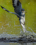 BELTED KINGFISHER ♂