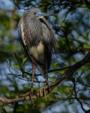 TRICOLORED HERON