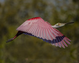 ROSEATE SPOONBILL