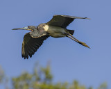 TRICOLORED HERON