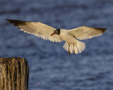 LAUGHING GULL