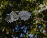 TRICOLORED HERON