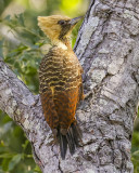 PALE-CRESTED WOODPECKER