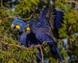 HYACINTH MACAW