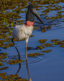 JABIRU