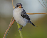 WHITE-BELLIED SEEDEATER