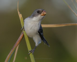 WHITE-BELLIED SEEDEATER