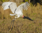 JABIRU