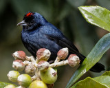 RUBY-CROWNED TANAGER