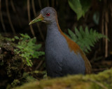 SLATY-BREASTED WOOD-RAIL