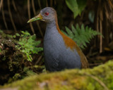 SLATY-BREASTED WOOD-RAIL