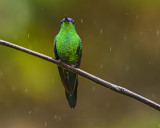 VIOLET-CAPPED WOODNYMPH