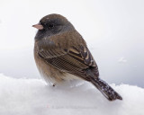 DARK-EYED JUNCO