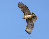 RED-TAILED HAWK