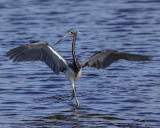 TRICOLORED HERON