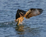 OSPREY and Ladyfish