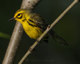 PRAIRIE WARBLER