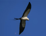 SWALLOW-TAILED KITE