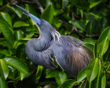 TRICOLORED HERON