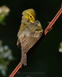 PRAIRIE WARBLER