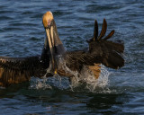 BROWN PELICAN