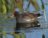 COMMON MOORHEN