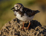 RUDDY TURNSTONE