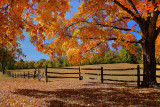 TENNESSEE FALL COLORS