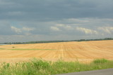 Grain growing in West Kentucky