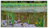 Wasser - Wasserlandschaften - Water - Water landscapes