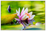 Teiche - Ponds -Tiere - Animals - Plants - Pflanzen