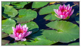 Teiche - Ponds -Tiere - Animals - Plants - Pflanzen