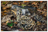 Fungi - Mushrooms - Pilze - Flechten - Lichen