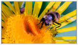 Insects