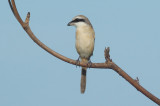 Brown Shrike (lanius cristatus)