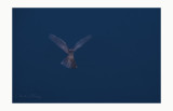 Devon Birds, a photographic list with some video. 231 species to date from my home county.