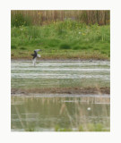 White-winged Black Tern - Chlidonias leucopterus