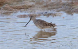 Long-billed dowitcher