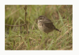 Bluethroat - 