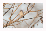Chestnut-crowned sparrow-weaver - Plocepasser superciliosus 