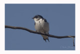 Pied-winged Swallow - Hirundo leucosoma 