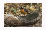 Snowy Crowned Robin Chat