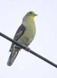 Sri Lankan Green Pigeon - Treron pompadora