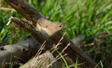 Garden Warbler - Sylvia borin